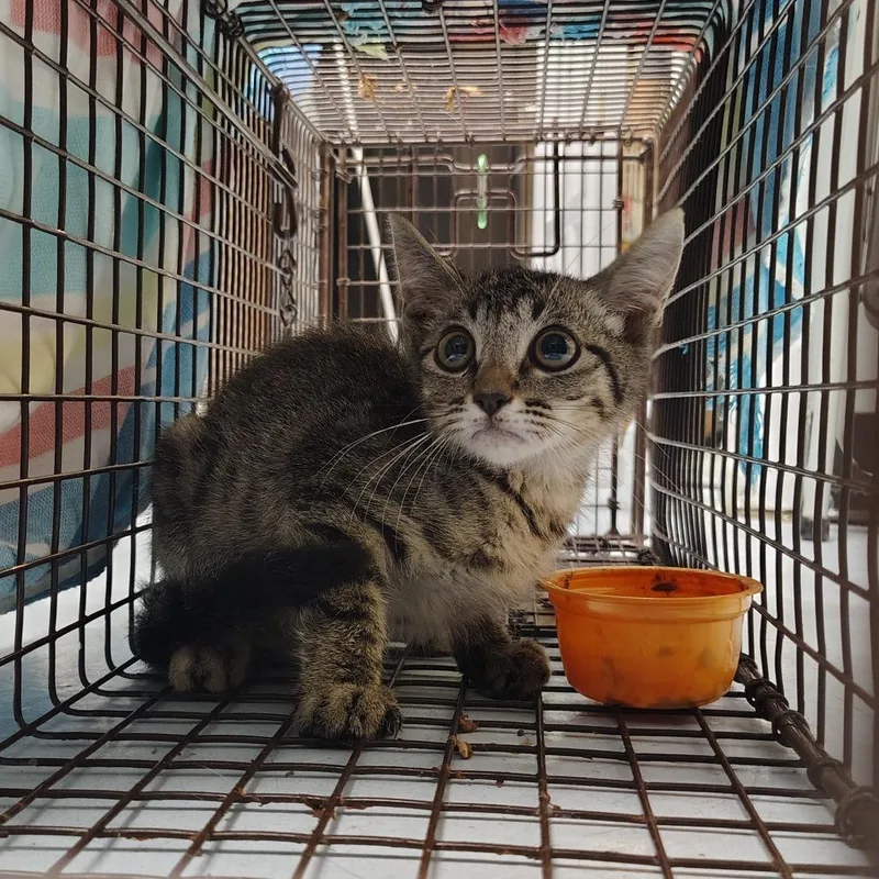 A baby small-sized male Gray / Blue / Silver Domestic Short Hair cat named Woody for adoption in Springtown, TX