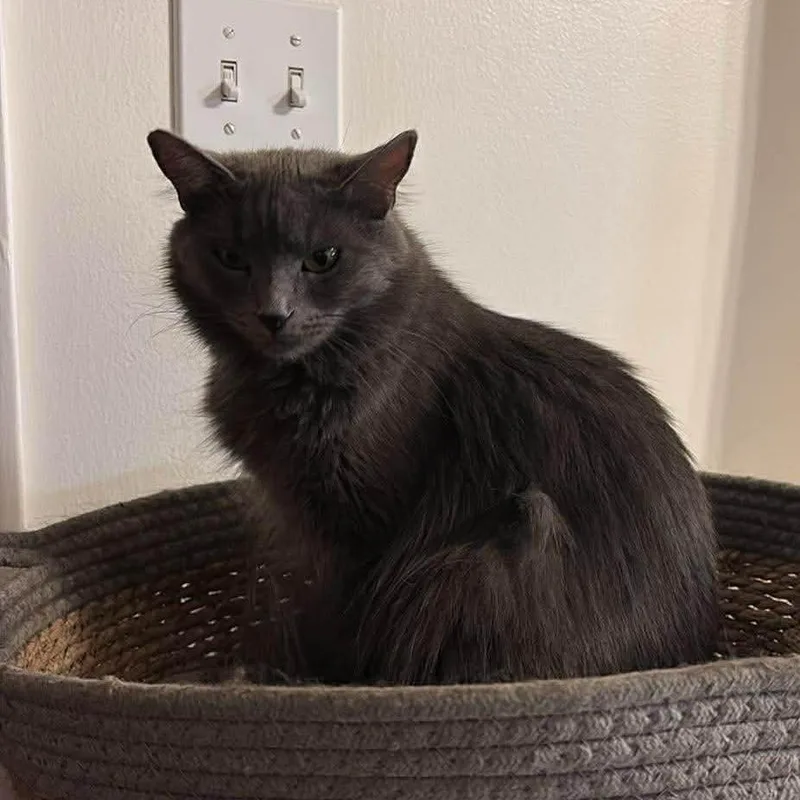 An adult small-sized female Gray / Blue / Silver Domestic Medium Hair cat named Louie Taylor for adoption in Eagle Mountain, UT