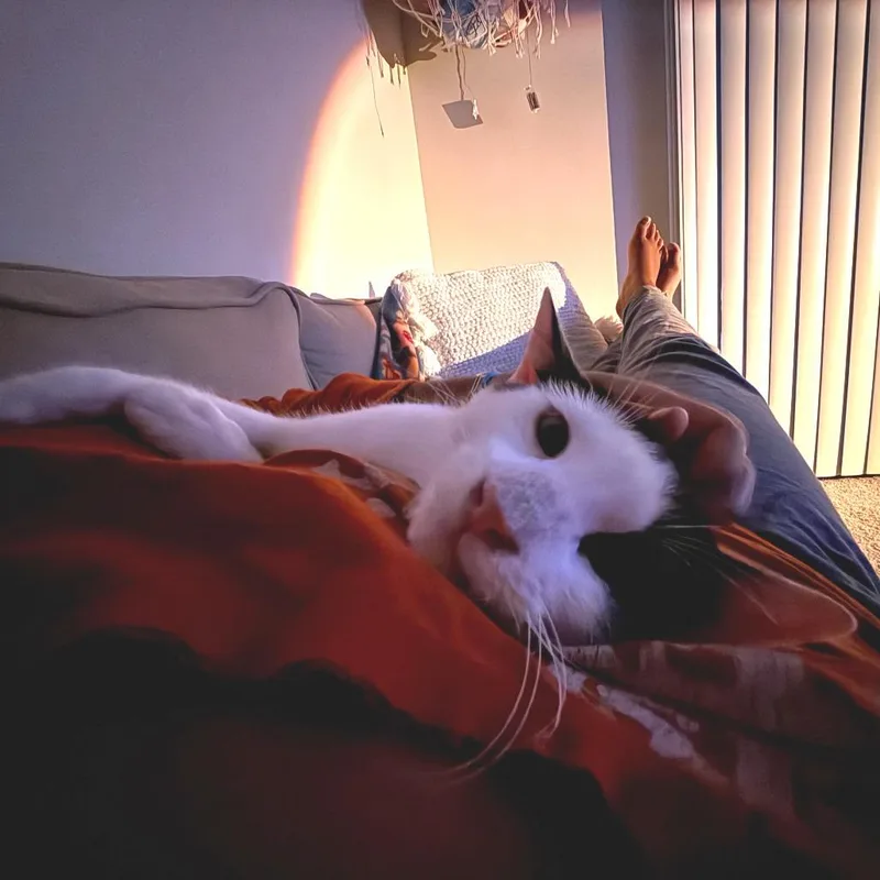 Skronkly thumbnail 2