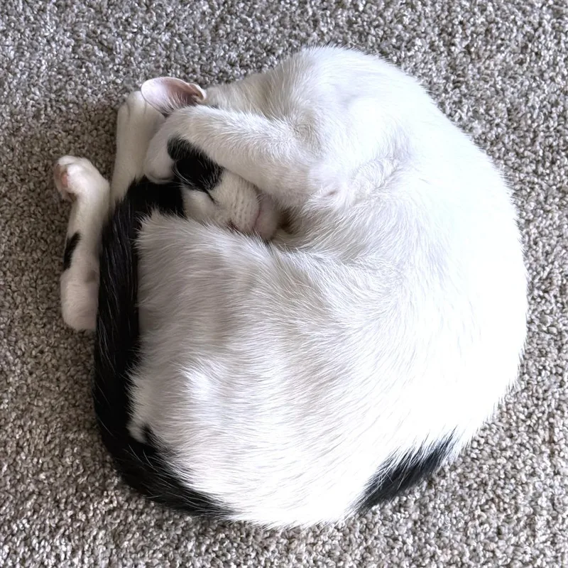 Skronkly thumbnail 3