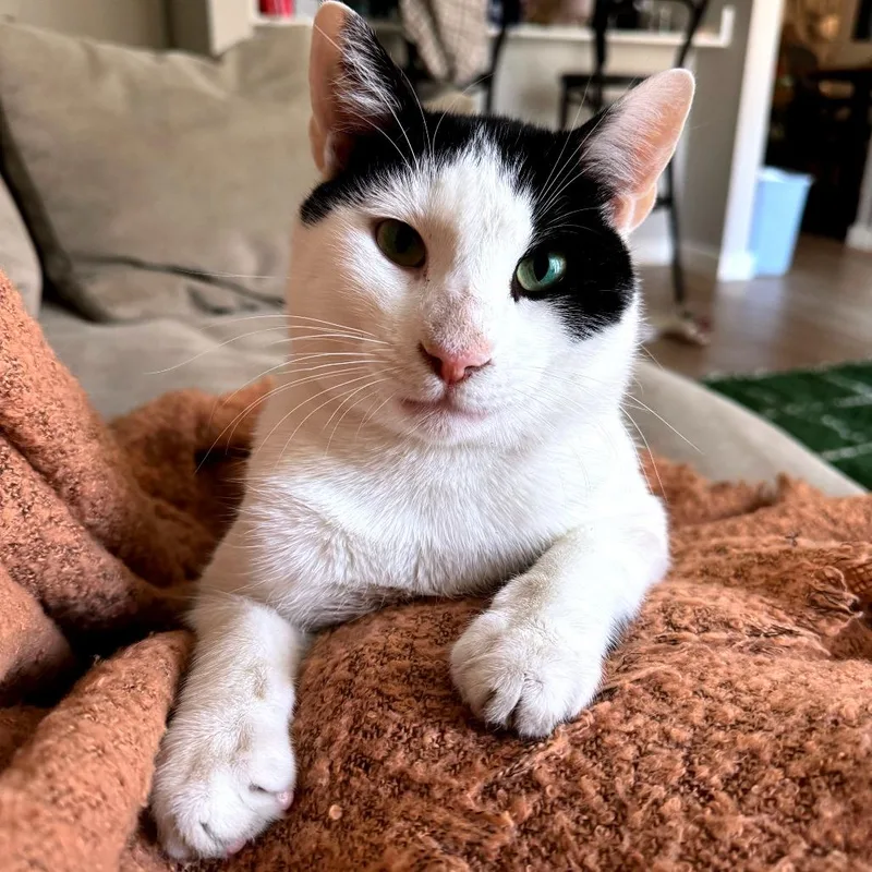 Skronkly thumbnail 4