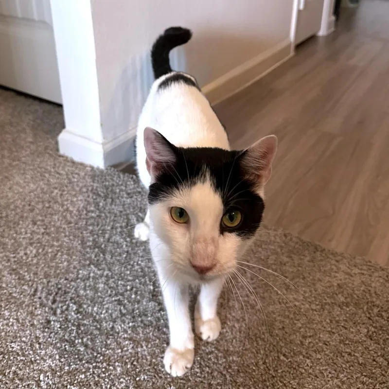 Skronkly thumbnail 5