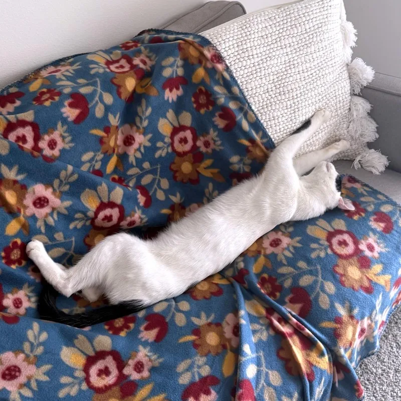 Skronkly thumbnail 6