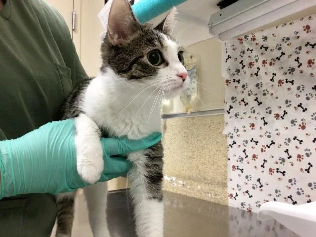 A young small-sized female Domestic Short Hair cat named Lucy for adoption in Riverside, CA