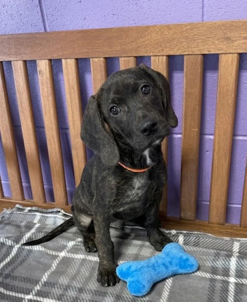 A baby medium-sized male Hound dog named Tj for adoption in North Prairie, WI