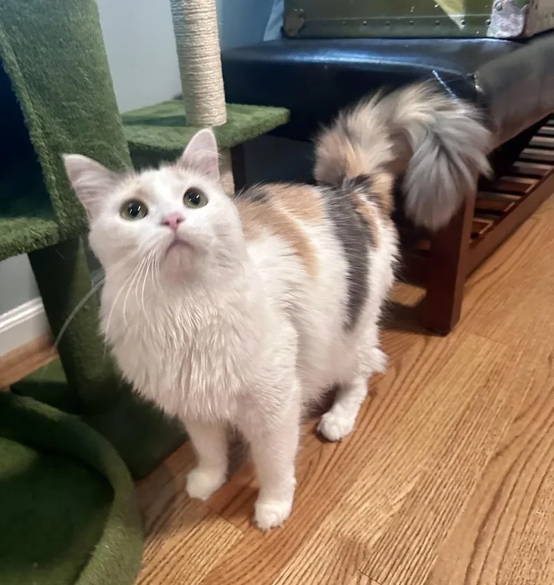 An adult large-sized female Orange & White Domestic Long Hair cat named Ruby for adoption in Greensboro, NC