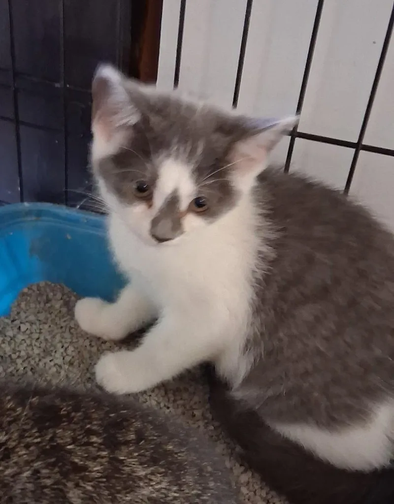 A baby medium-sized female Gray & White Domestic Short Hair cat named Annette for adoption in Avon, NY