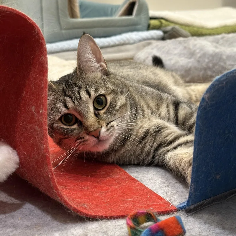 A baby medium-sized female Tabby (Buff / Tan / Fawn) Domestic Short Hair cat named Tabatha for adoption in Weehawken, NJ