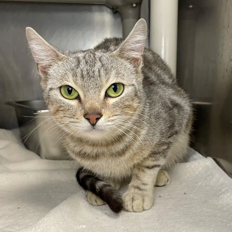 Sea Bunny thumbnail 2