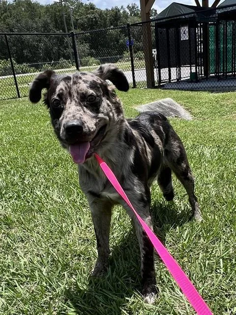 A young medium-sized male Australian Cattle Dog / Blue Heeler dog named Remy for adoption in Winter Haven, FL