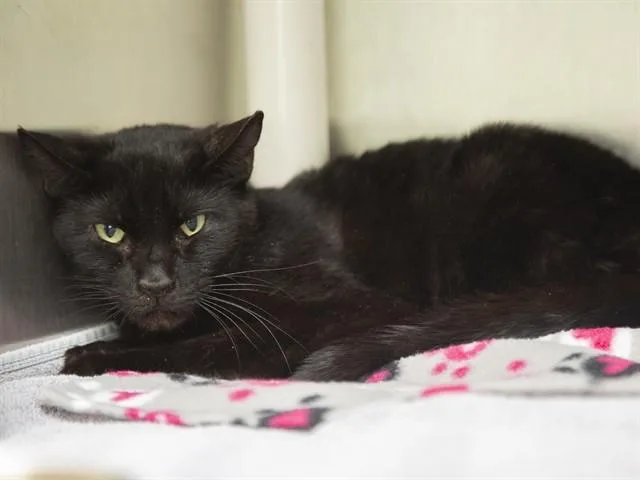 An adult small-sized female Domestic Short Hair cat named Butterfly for adoption in Phoenix, AZ