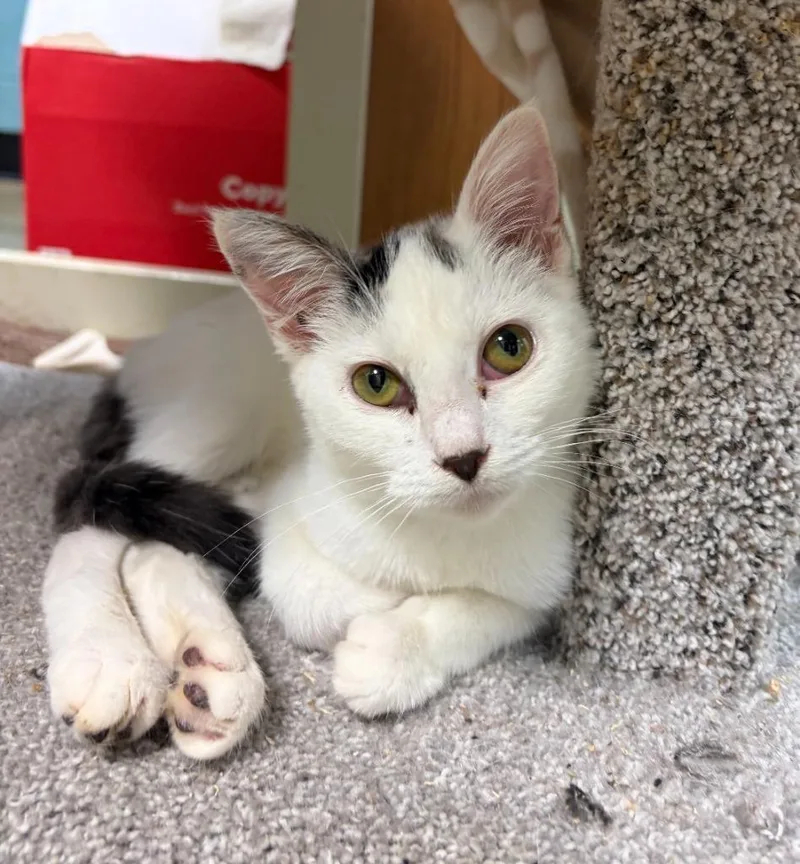 A baby medium-sized female Domestic Short Hair cat named Dottie for adoption in Rock Springs, WY