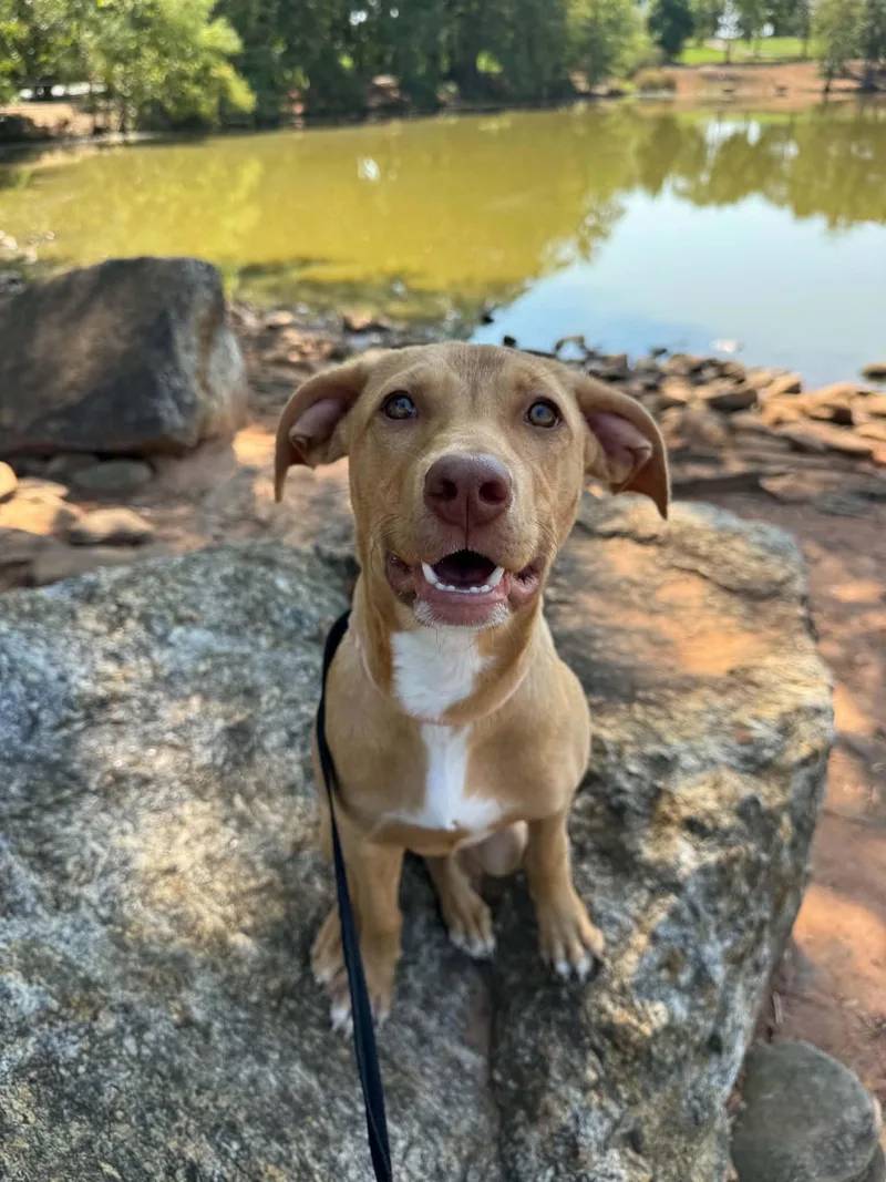 A young medium-sized female Terrier dog named Clarabelle for adoption in Greenville, SC