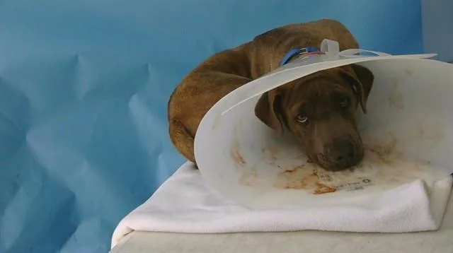 A young medium-sized female Pit Bull Terrier dog named Brenda for adoption in Downey, CA