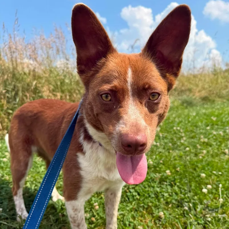 An adult medium-sized female Red / Chestnut / Orange Australian Cattle Dog / Blue Heeler dog named Carey for adoption in Washington, PA