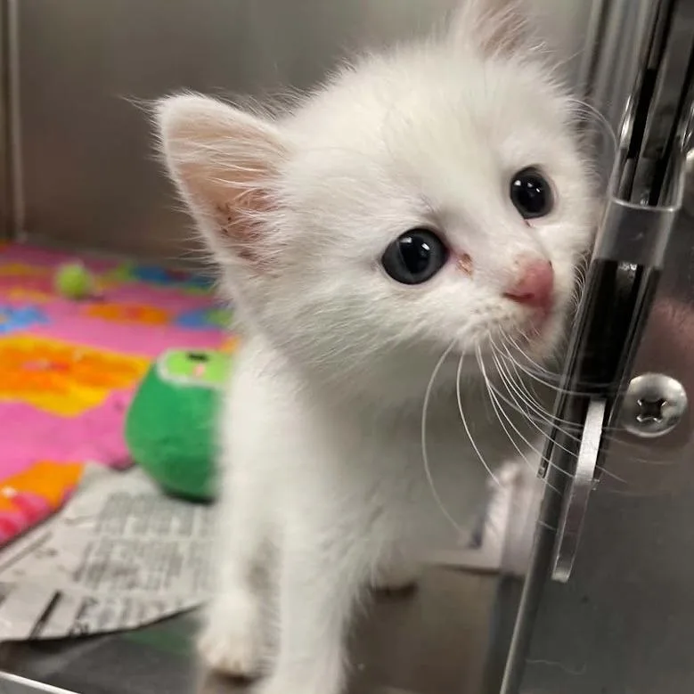 A baby small-sized female White Domestic Short Hair cat named Yuki  in Falls for adoption in Alexandria, VA