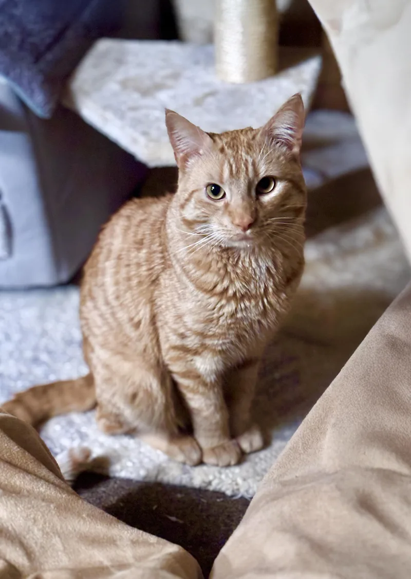 An adult large-sized male Orange & White American Shorthair cat named Tormund for adoption in Highland Park, NJ