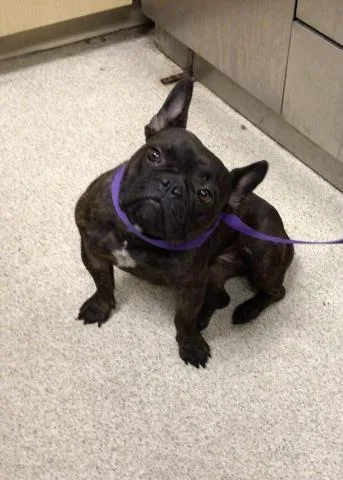 A young small-sized female French Bulldog dog named Esme for adoption in Riverside, CA