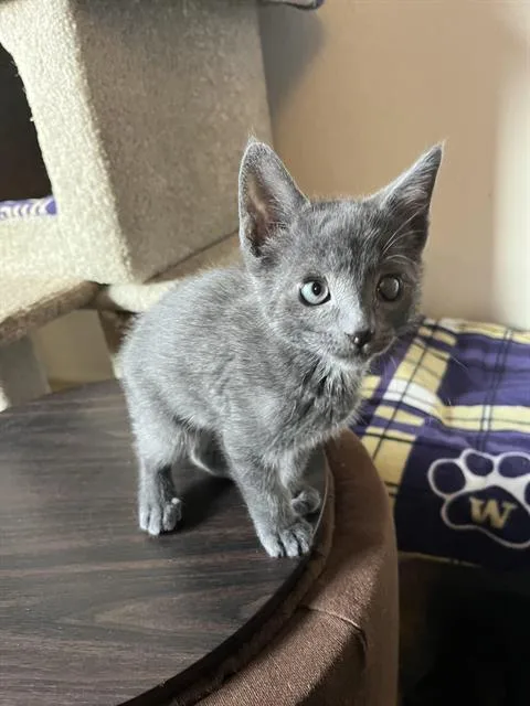 A baby small-sized male Domestic Short Hair cat named Finn for adoption in Kent, WA