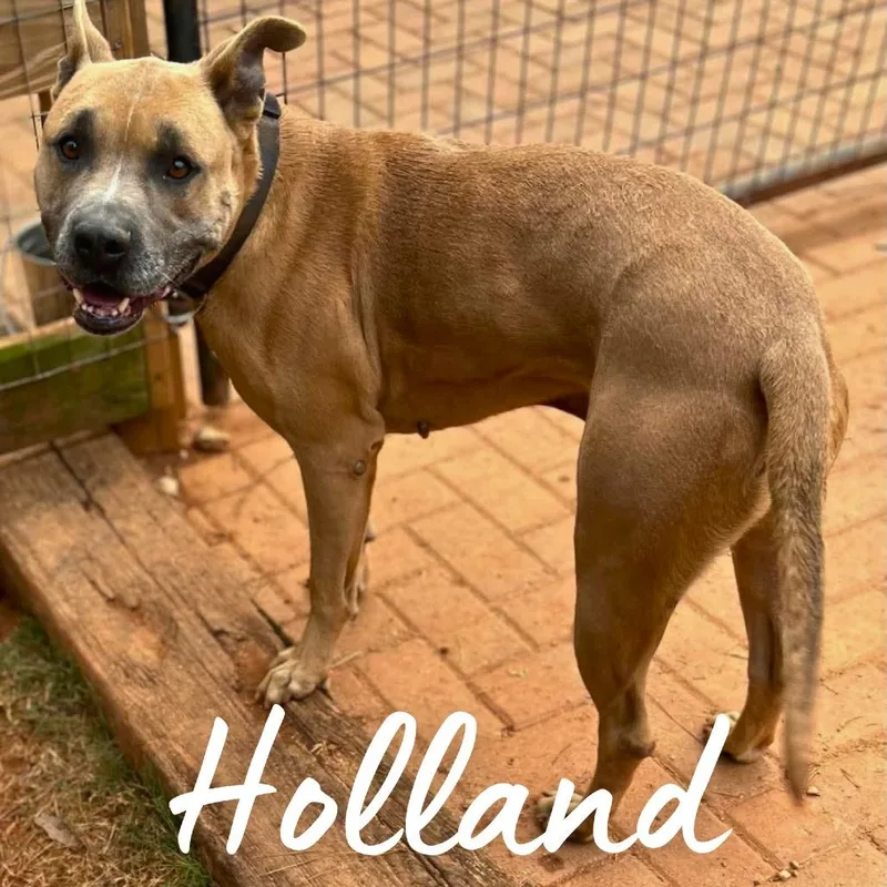 Holland thumbnail 2