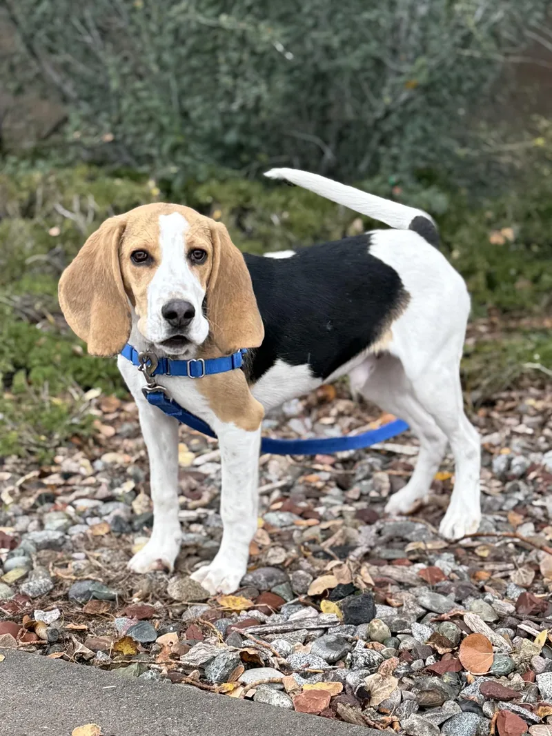 A young medium-sized male Tricolor (Brown, Black, & White) Beagle dog named Ernie for adoption in Eagle, CO