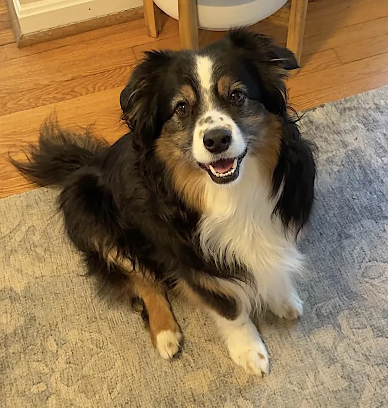 An adult medium-sized female Tricolor (Brown, Black, & White) Australian Shepherd dog named Poppy for adoption in Amherst, MA