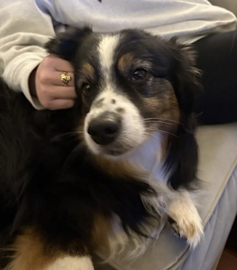 Poppy thumbnail 5