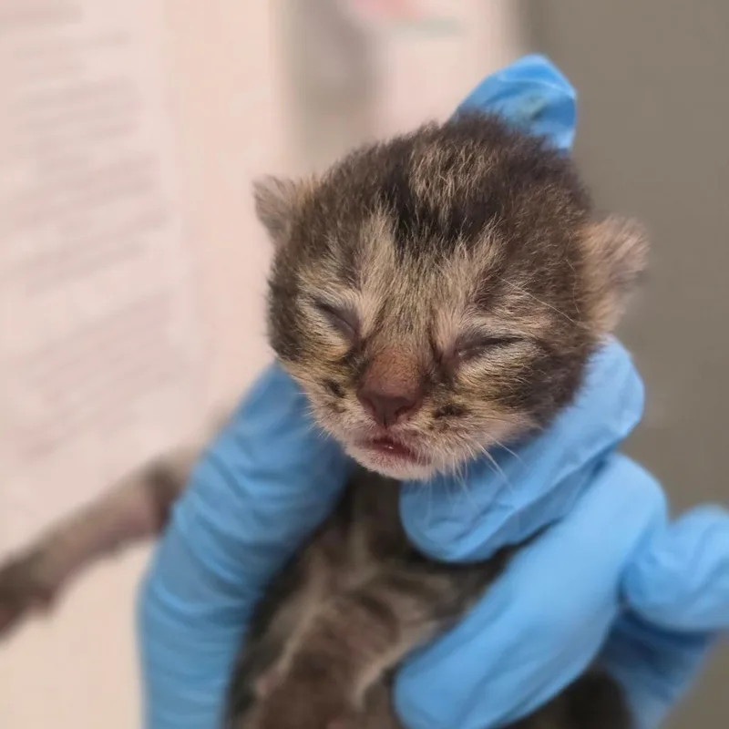 A baby small-sized male Brown / Chocolate Domestic Short Hair cat named Maury for adoption in Charleston, WV
