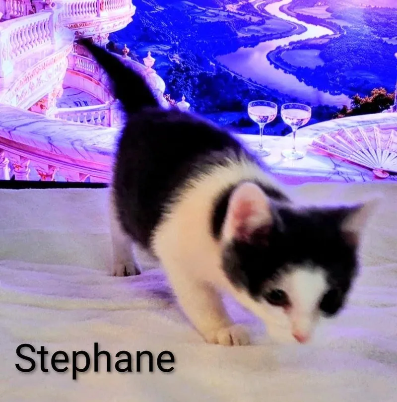 A baby medium-sized male Black & White / Tuxedo Domestic Short Hair cat named Stephane for adoption in Binghamton, NY
