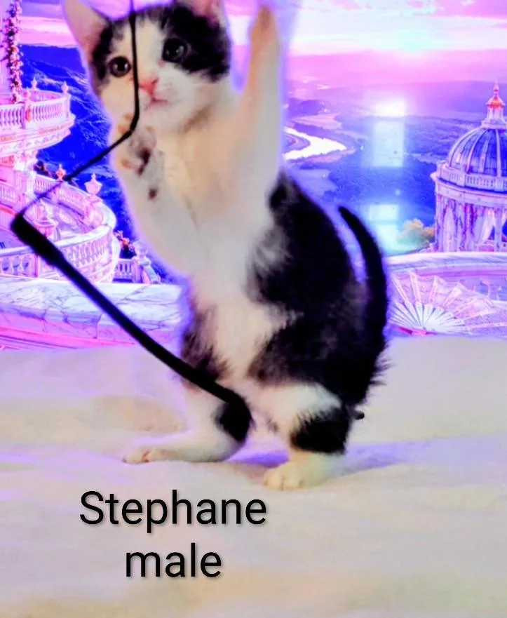 Stephane thumbnail 2