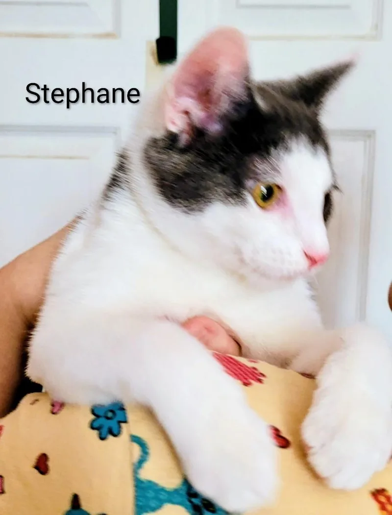 Stephane thumbnail 4