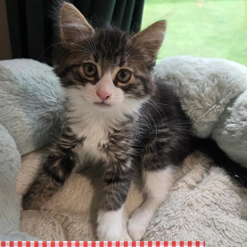 A baby small-sized female Brown / Chocolate Domestic Long Hair cat named Lemonade for adoption in Wind Gap, PA
