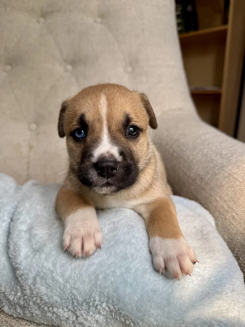 A baby medium-sized female American Staffordshire Terrier dog named Henrietta Nuggets litter for adoption in Holly Springs, NC