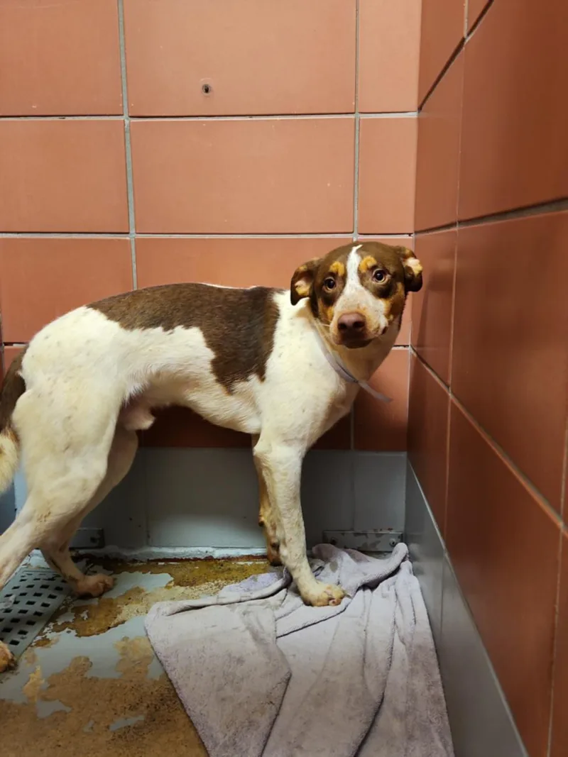 A young medium-sized male Australian Cattle Dog / Blue Heeler dog named Cairo for adoption in Houston, TX