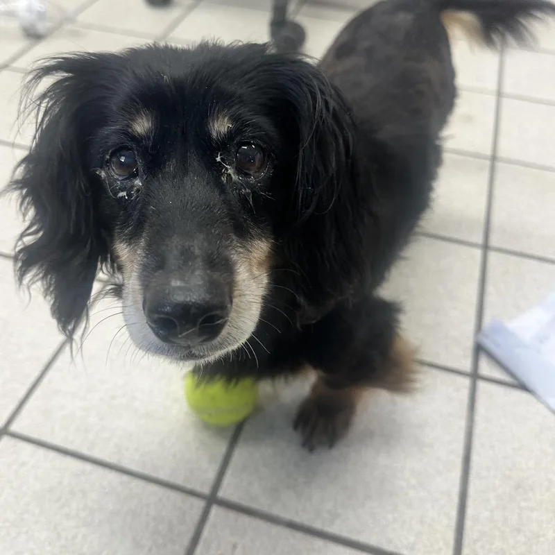 A senior small-sized female Black Mixed Breed dog named Rosey Posey Mosey for adoption in Charleston, WV