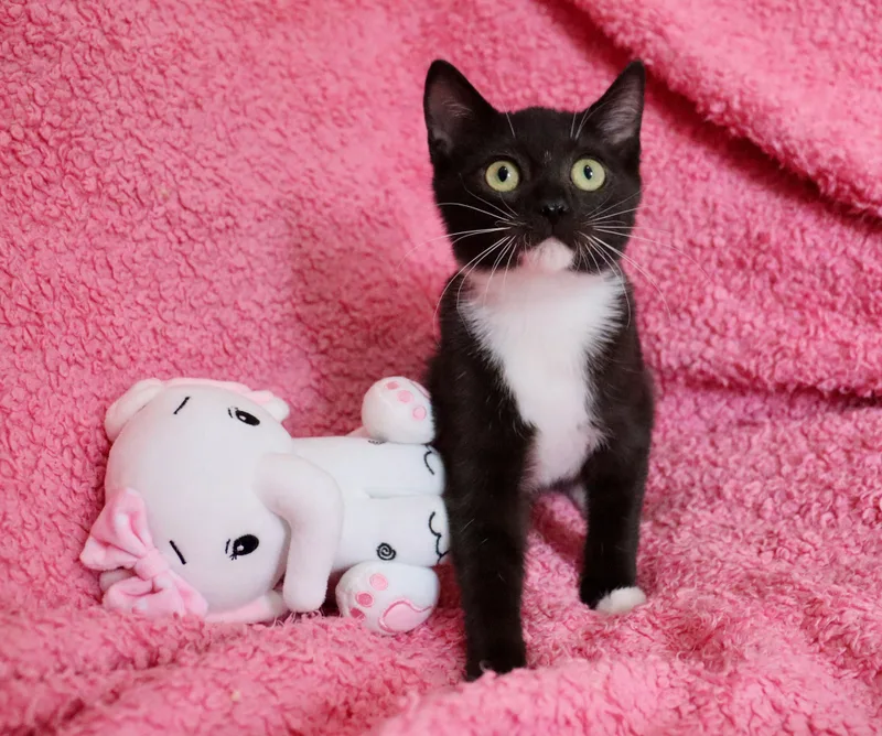 A baby medium-sized female Black & White / Tuxedo Tuxedo cat named Precious for adoption in Saint Augustine, FL