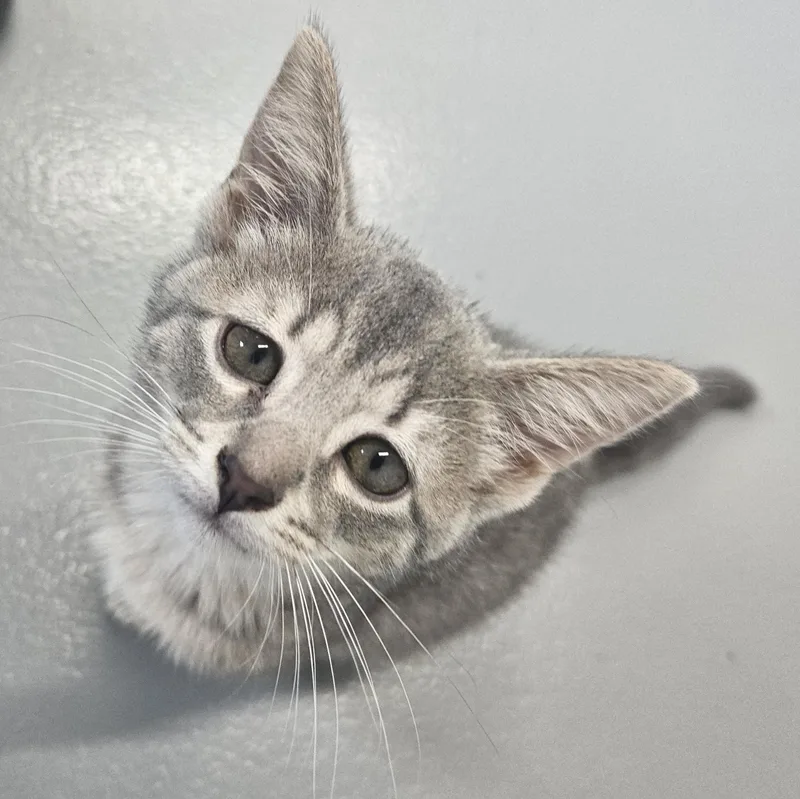 Krusty At Pet