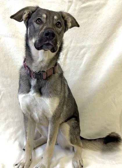An adult medium-sized female German Shepherd Dog dog named Penny for adoption in Buffalo, MN