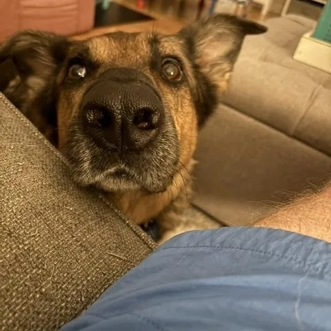 An adult large-sized male Bicolor German Shepherd Dog dog named Maverick for adoption in Roswell, GA