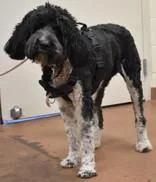 An adult medium-sized female Standard Poodle dog named Sofi for adoption in Spanish Fork, UT