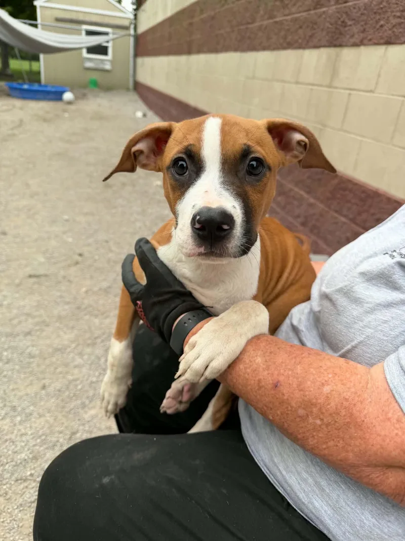 A baby medium-sized male Boxer dog named Dozer for adoption in Springfield, IL