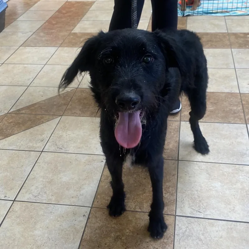 An adult medium-sized male Black Standard Poodle dog named Oliver for adoption in Columbus, GA