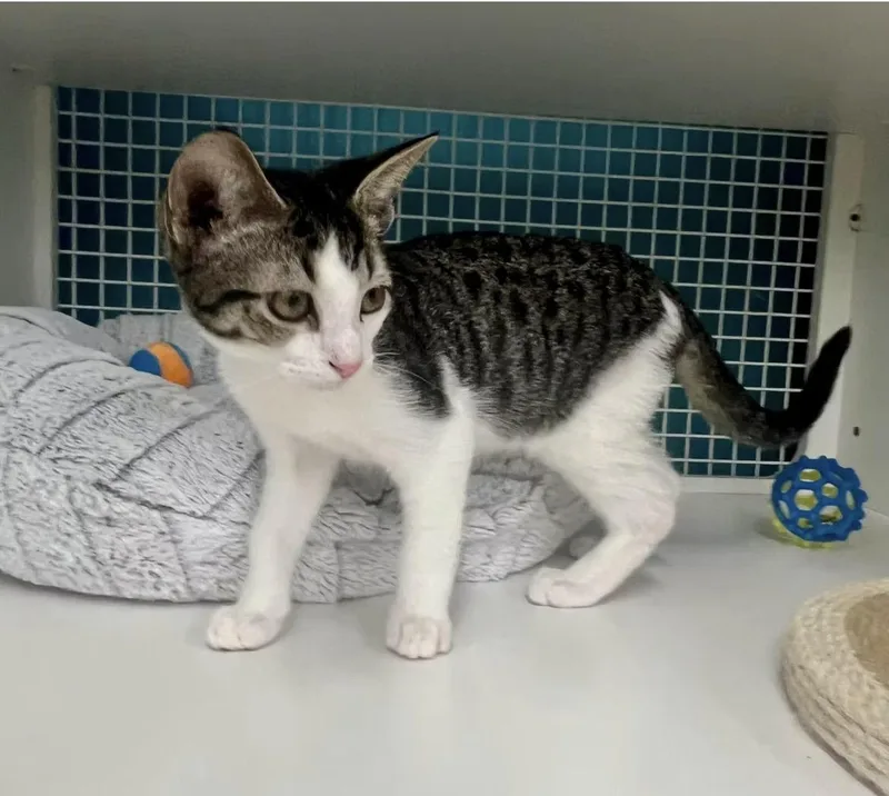 A baby medium-sized male Domestic Short Hair cat named Peter Pan for adoption in El Cajon, CA