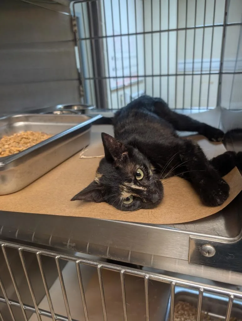 A baby large-sized female Domestic Short Hair cat named Eiffel for adoption in Nacogdoches, TX