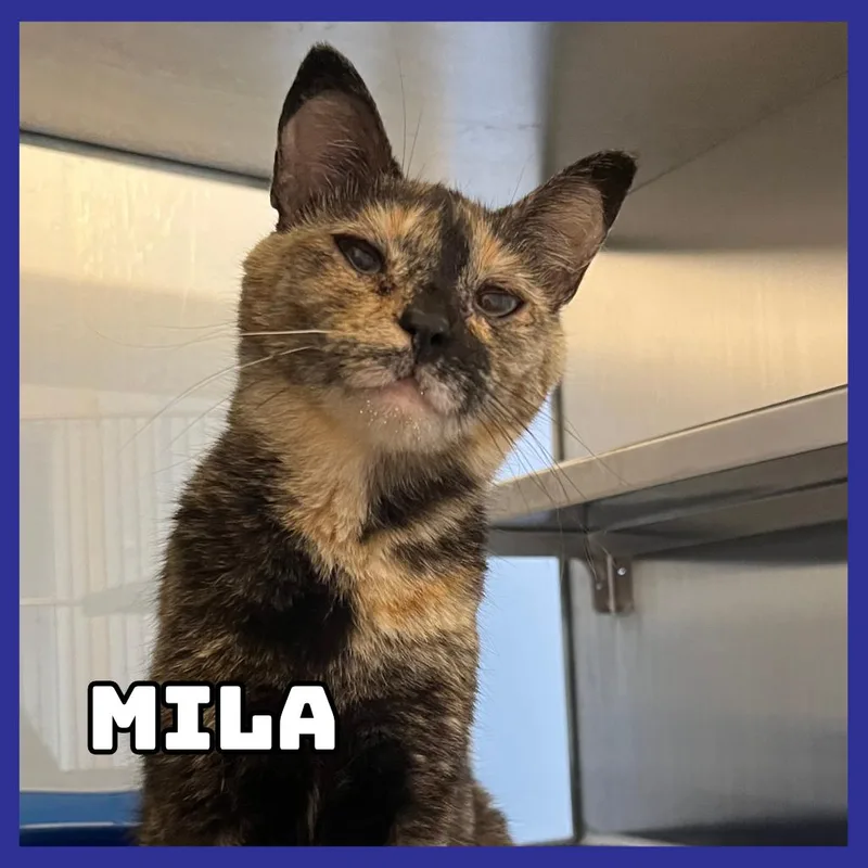Mila