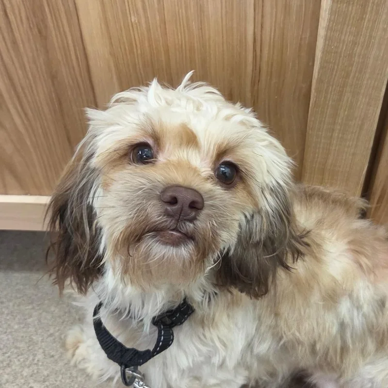 An adult small-sized female Brown / Chocolate Havanese dog named Hana for adoption in Zanesville, OH