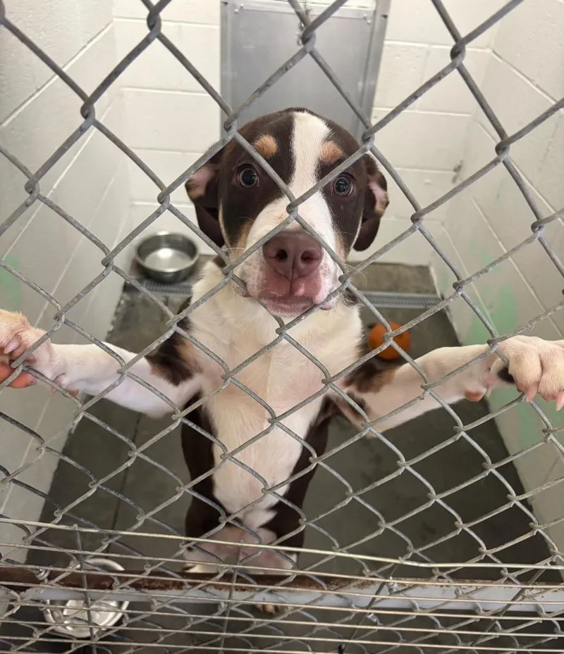 A baby large-sized male Pit Bull Terrier dog named Joker for adoption in Blountville, TN