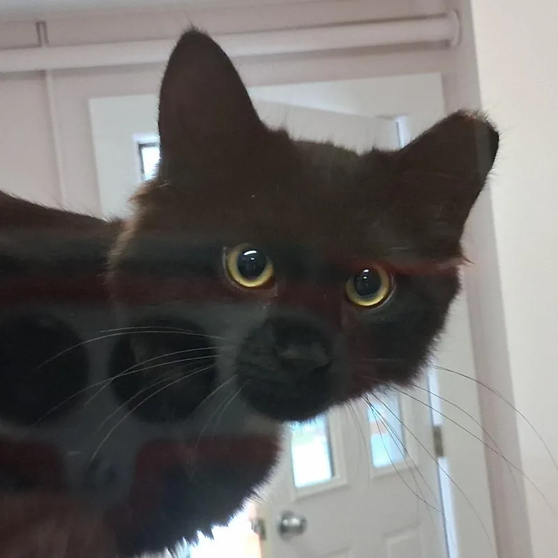 A young medium-sized male Black Domestic Medium Hair cat named Capshaw for adoption in Middlebury, VT
