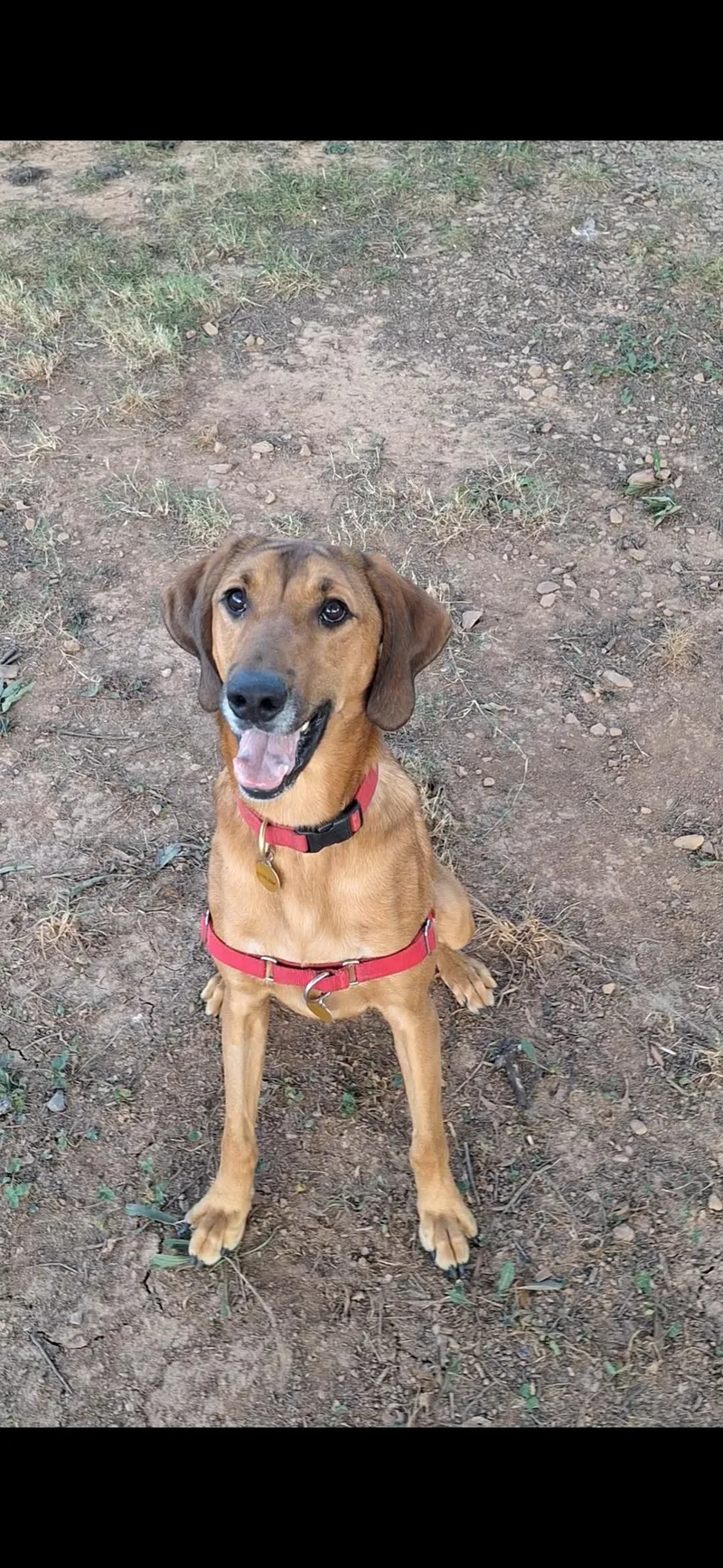 An adult large-sized male Hound dog named JarJar for adoption in Bothell, WA