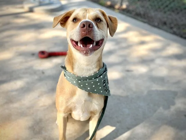 A young large-sized male Labrador Retriever dog named Tahini for adoption in Charlotte, NC
